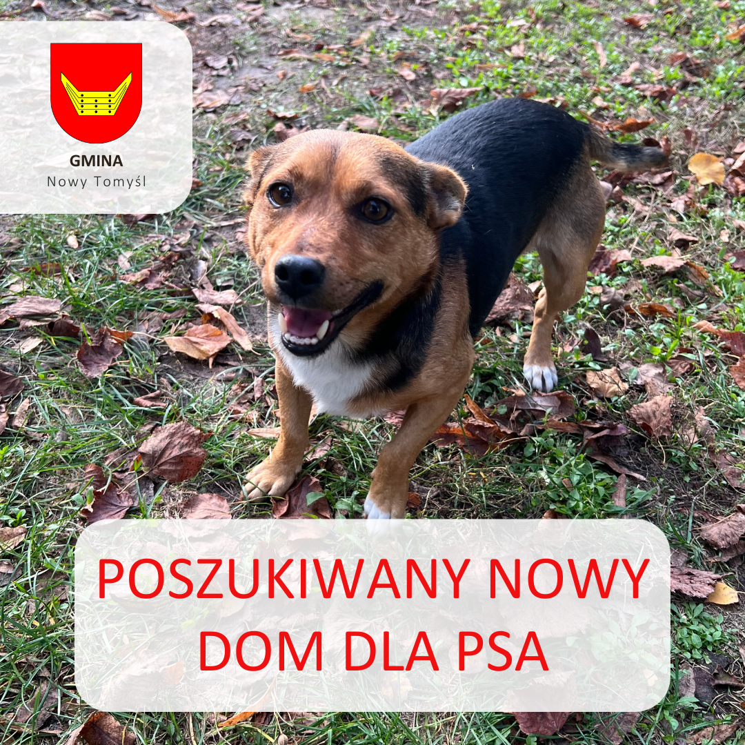 Poszukiwany nowy dom dla psa