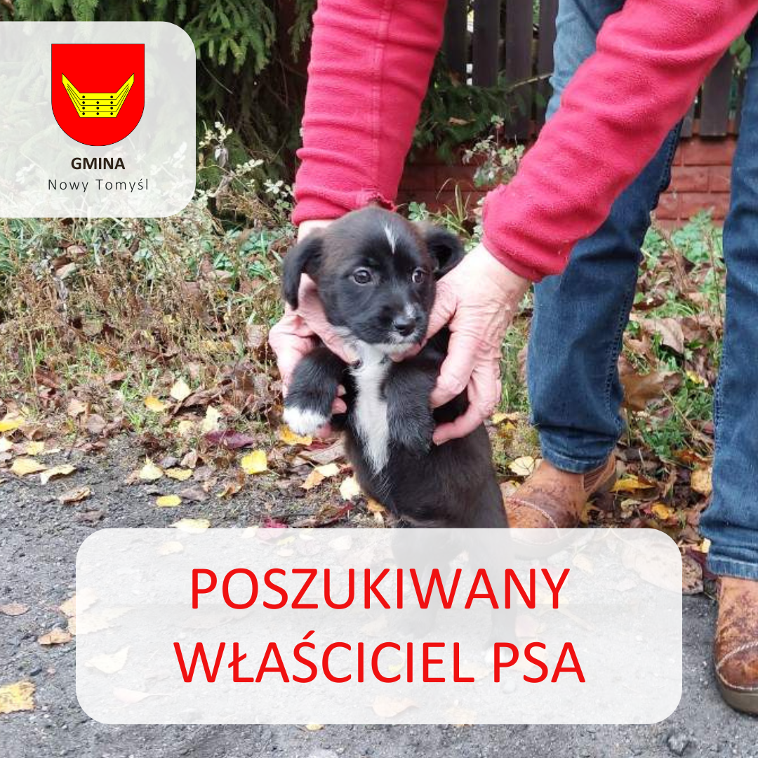 Poszukiwany właściciel psa