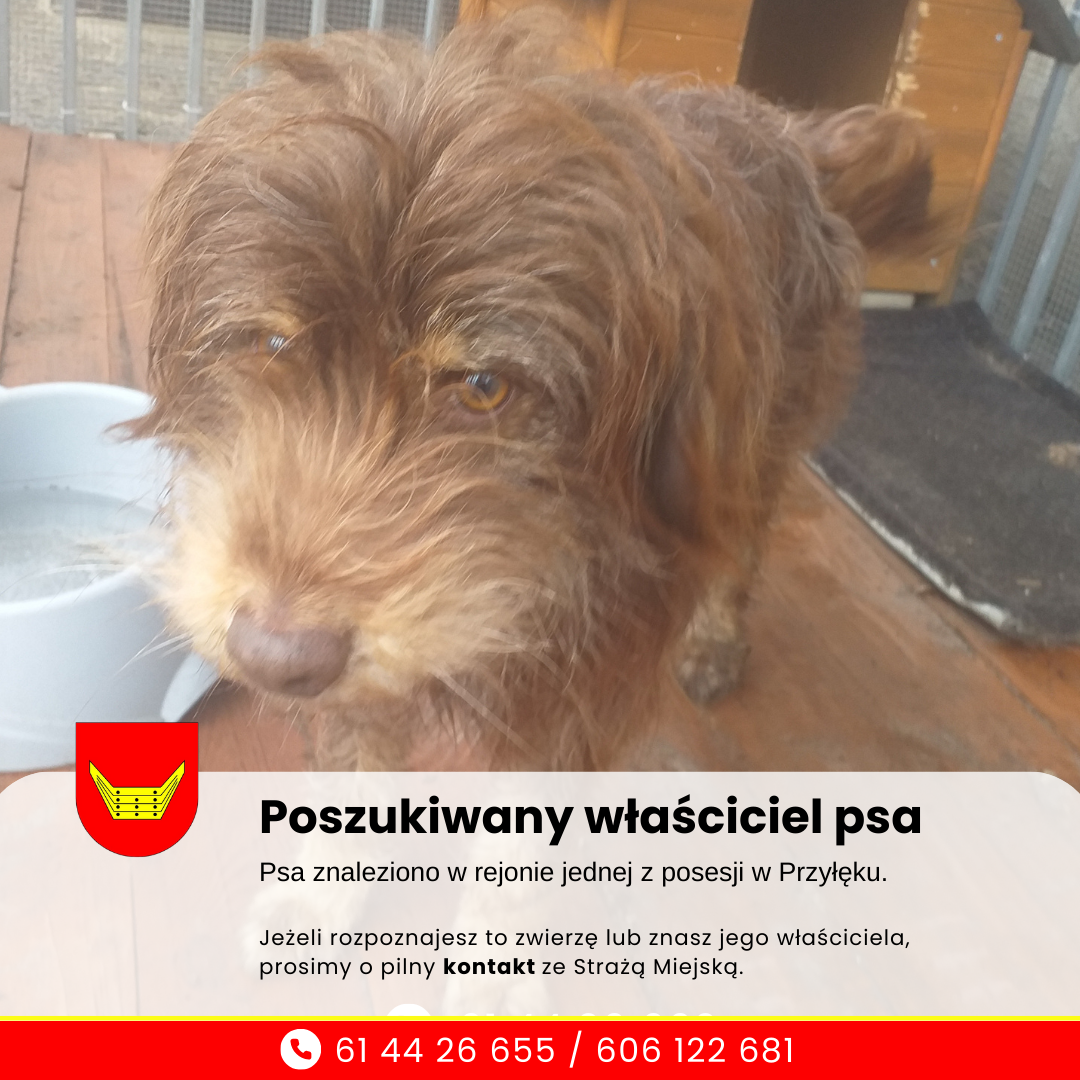 Poszukiwany właściciel psa